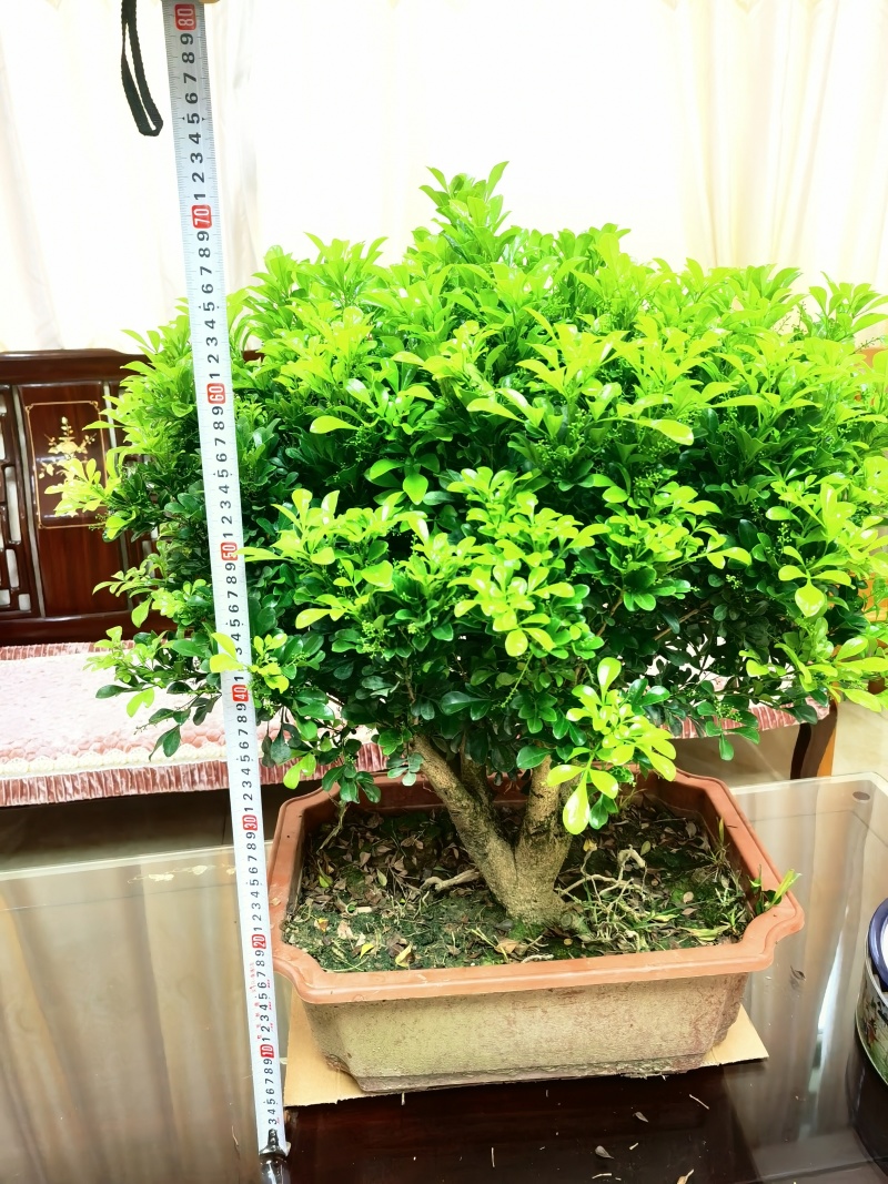 米兰老桩巨大粗