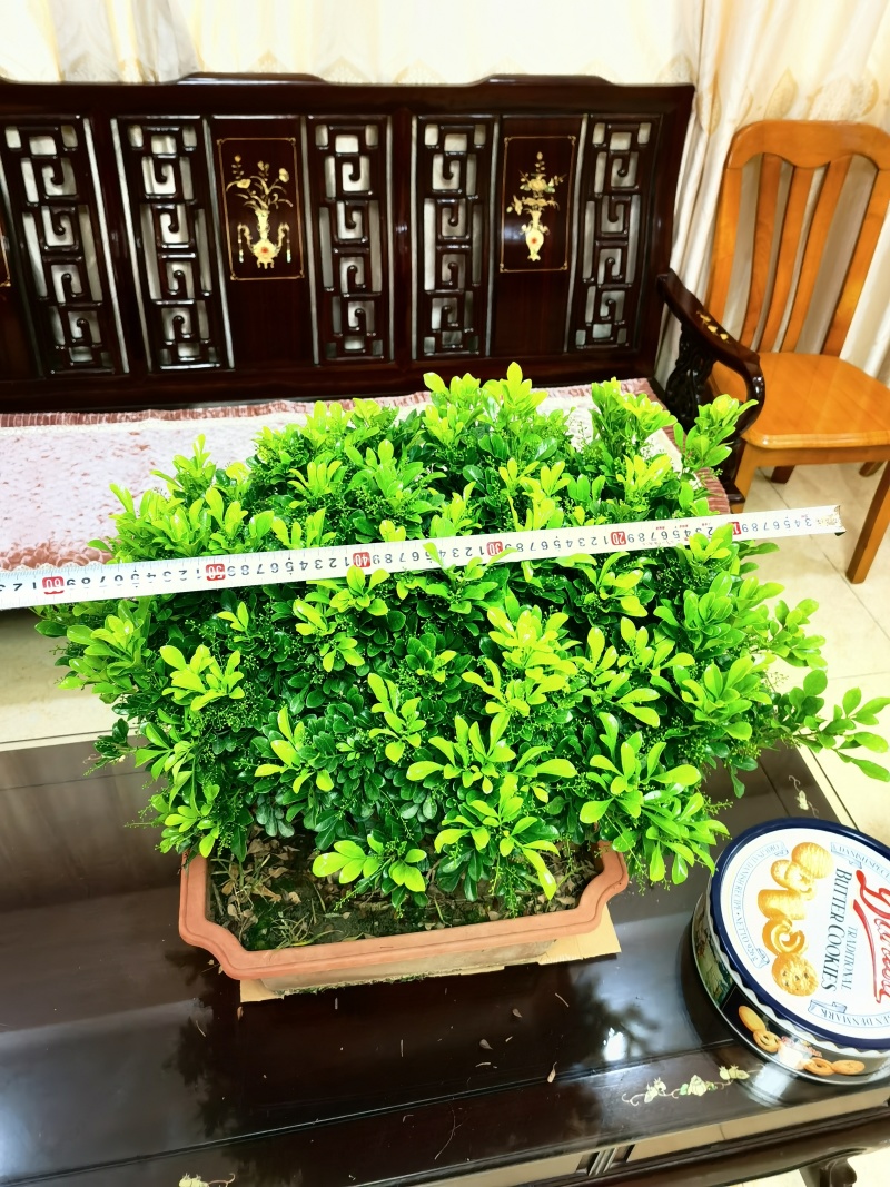 米兰老桩巨大粗