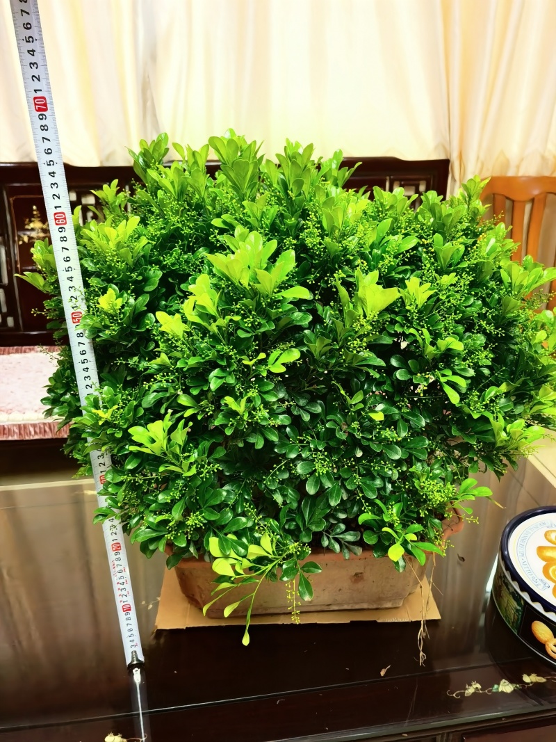 米兰老桩巨大粗