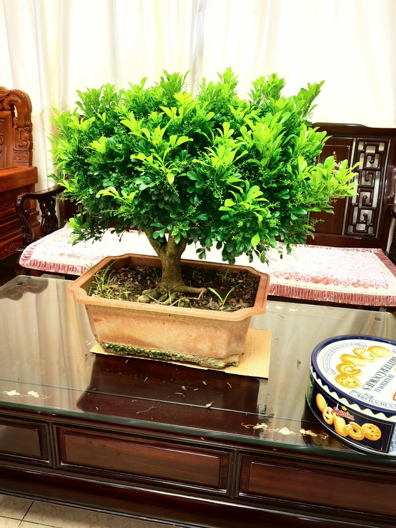 米兰老桩巨大粗