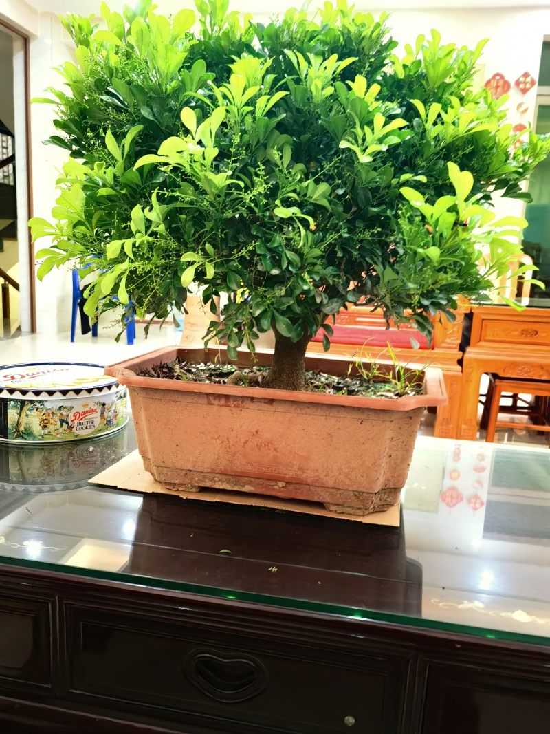 米兰老桩巨大粗