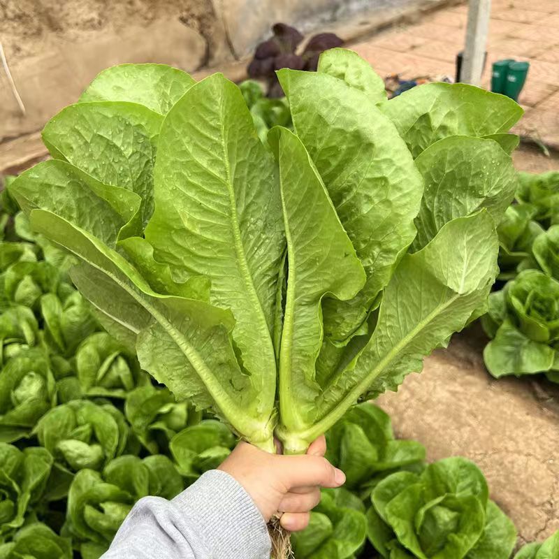 大罗马孔雀生菜种直立生菜种子大叶速生菜种子四季播种可生吃