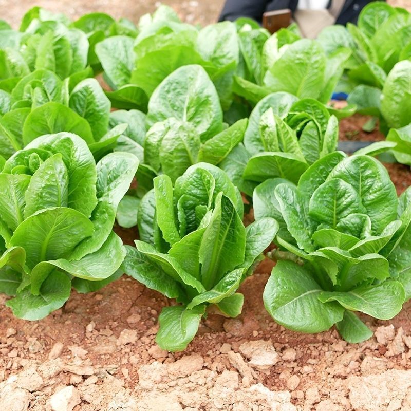 大罗马孔雀生菜种直立生菜种子大叶速生菜种子四季播种可生吃