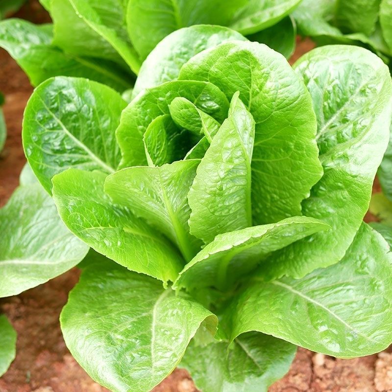 大罗马孔雀生菜种直立生菜种子大叶速生菜种子四季播种可生吃