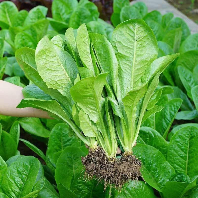 大罗马孔雀生菜种直立生菜种子大叶速生菜种子四季播种可生吃