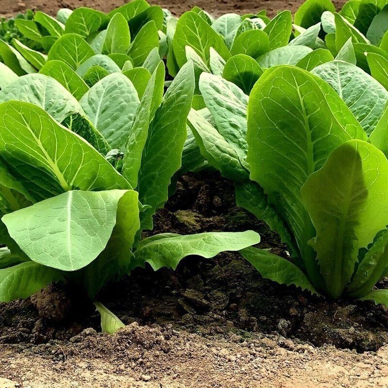 大罗马孔雀生菜种直立生菜种子大叶速生菜种子四季播种可生吃