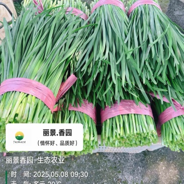 大型韭产品基地