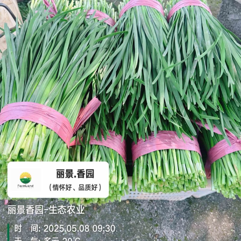 大型韭产品基地