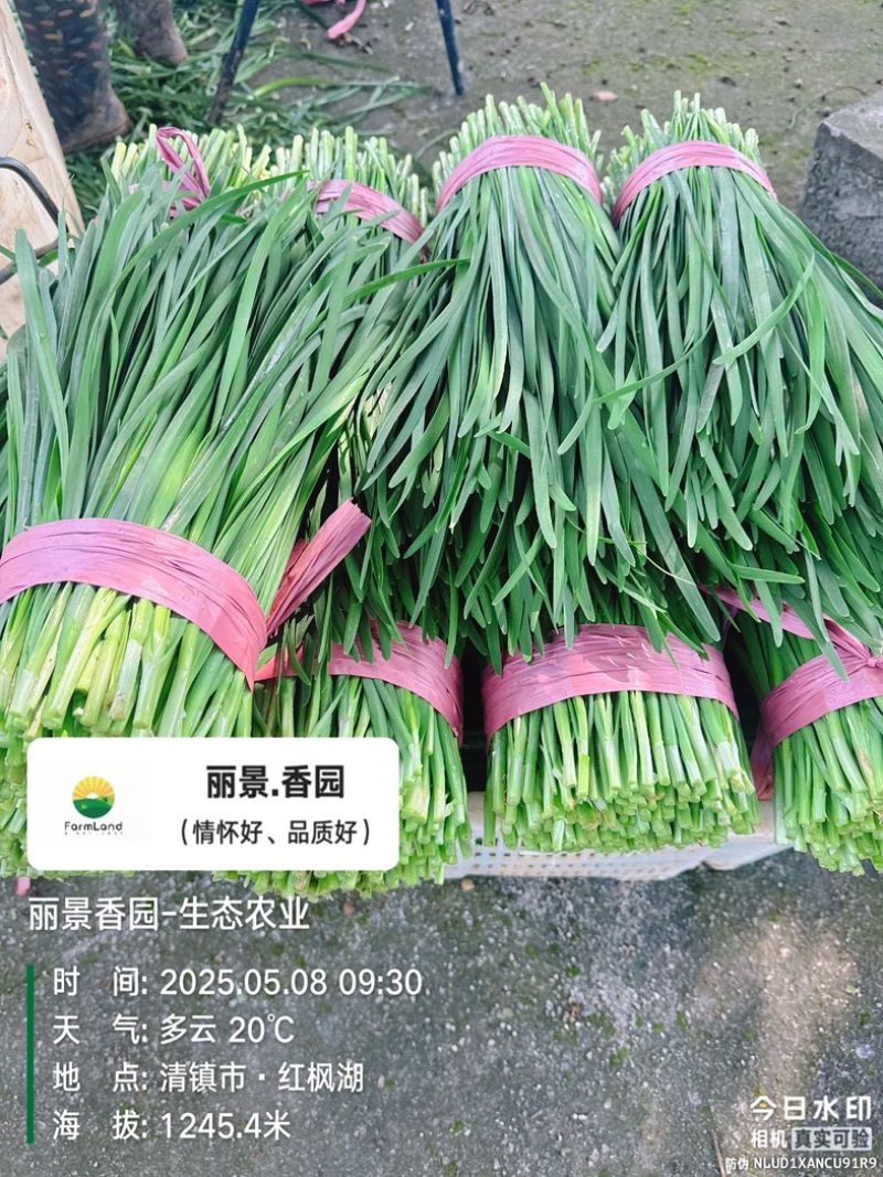 大型韭产品基地