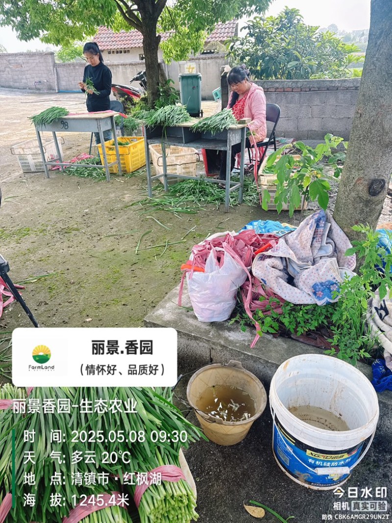 大型韭产品基地