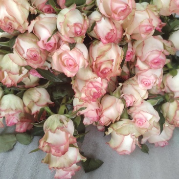 玫瑰花鲜玫瑰切花爱莎玫瑰花
