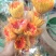 玫瑰花鲜玫瑰切花爱莎玫瑰花