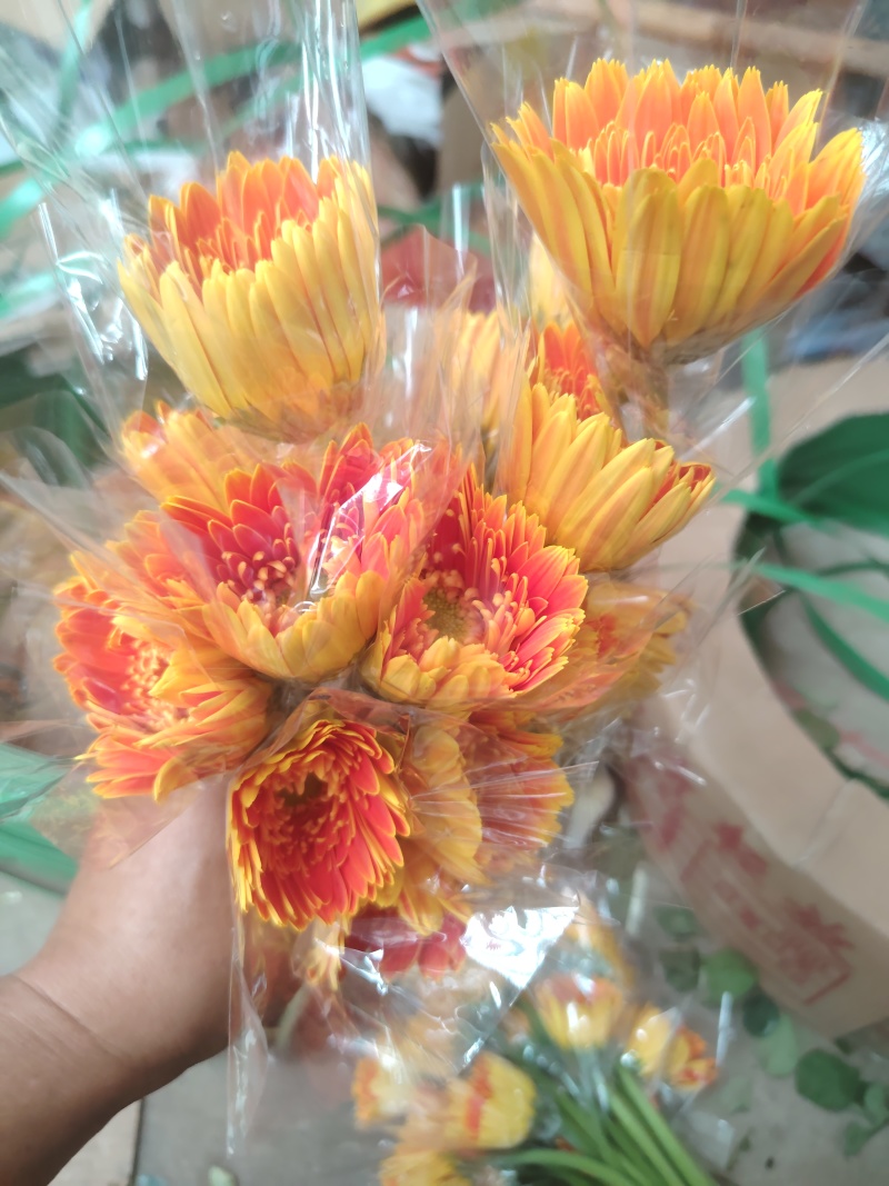 玫瑰花鲜玫瑰切花爱莎玫瑰花