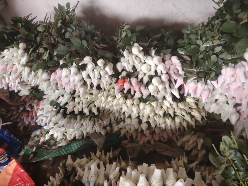 玫瑰花鲜玫瑰切花爱莎玫瑰花