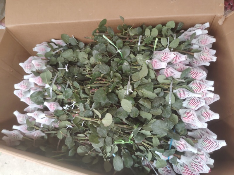 玫瑰花鲜玫瑰切花爱莎玫瑰花