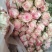 玫瑰花鲜玫瑰切花爱莎玫瑰花