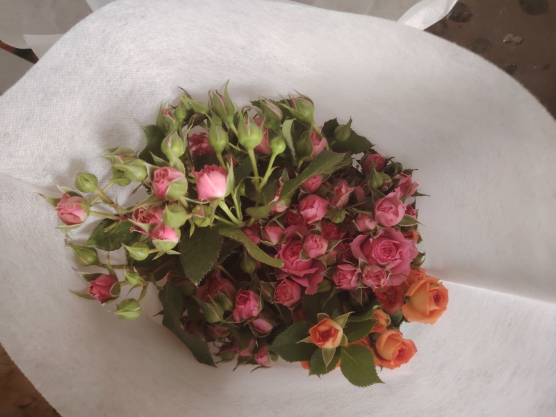 玫瑰花鲜玫瑰切花爱莎玫瑰花