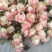 玫瑰花鲜玫瑰切花爱莎玫瑰花