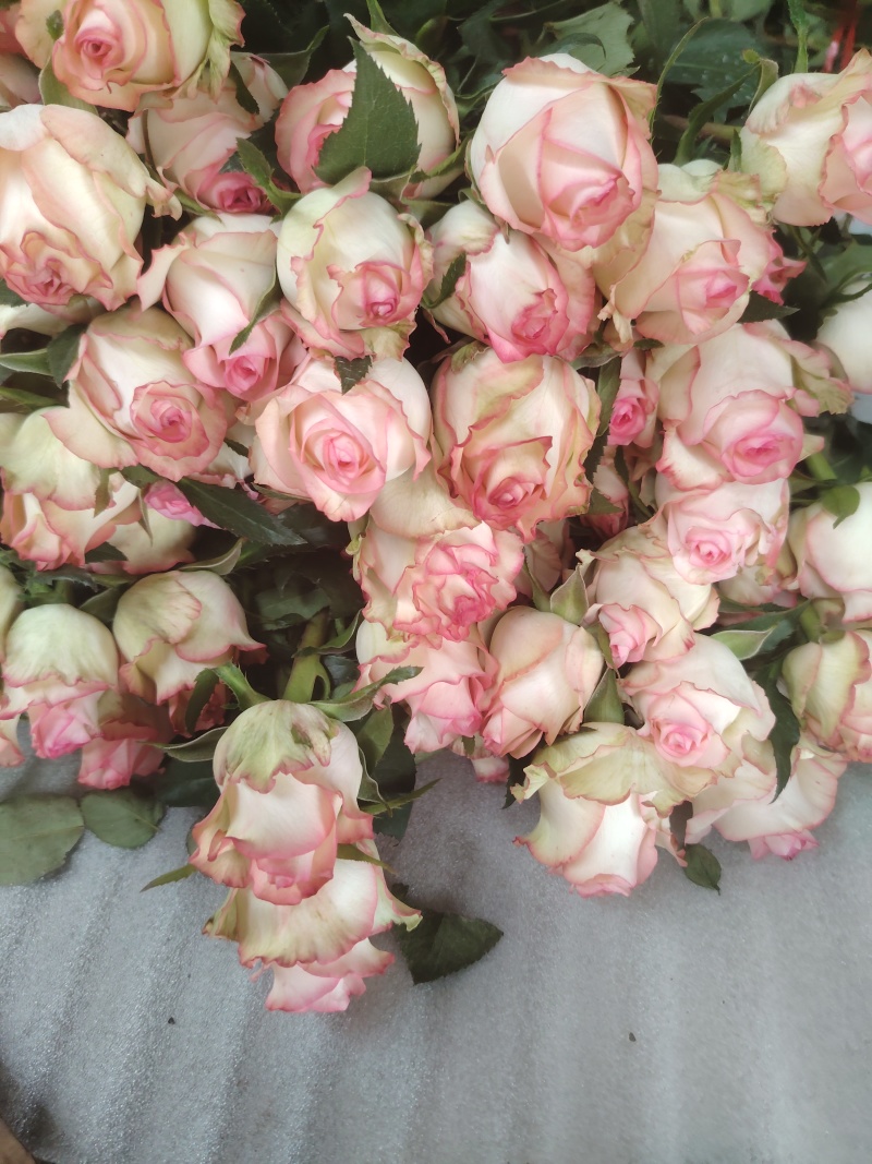 玫瑰花鲜玫瑰切花爱莎玫瑰花