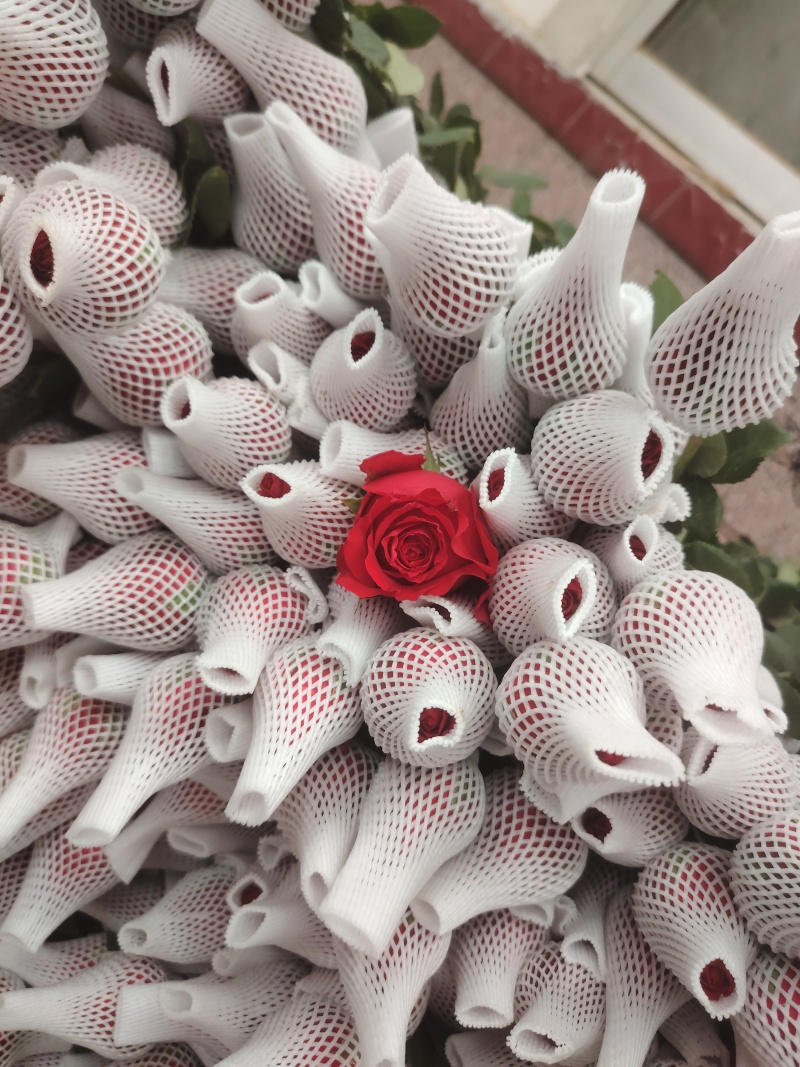玫瑰花鲜玫瑰切花爱莎玫瑰花