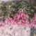 玫瑰花鲜玫瑰切花爱莎玫瑰花