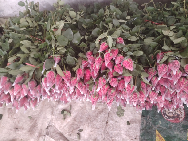 玫瑰花鲜玫瑰切花爱莎玫瑰花