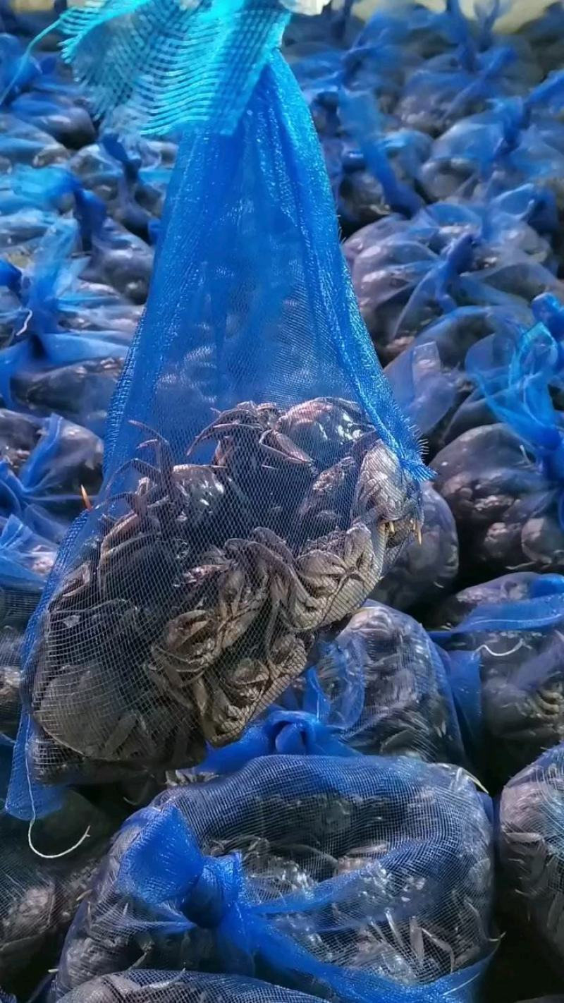 盘锦河蟹产地直发一手货源规格齐全可供全国各地
