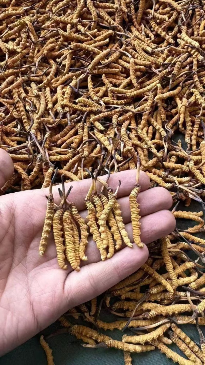 冬虫夏草批发零售，品质保证，开箱验货，满意付款。