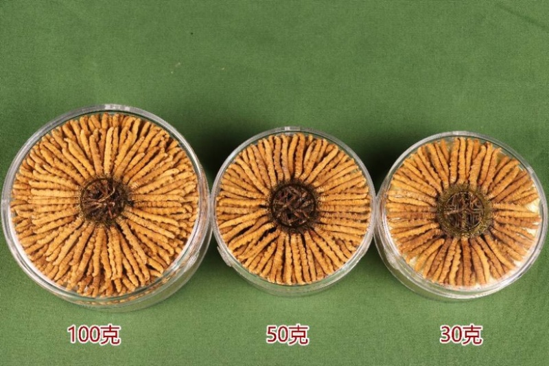 冬虫夏草批发零售，品质保证，开箱验货，满意付款。