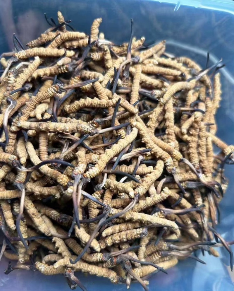 冬虫夏草批发零售，品质保证，开箱验货，满意付款。