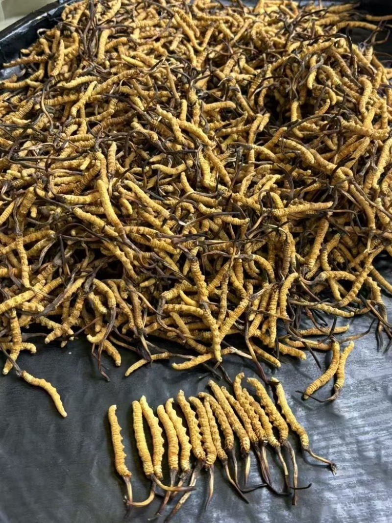 冬虫夏草批发零售，品质保证，开箱验货，满意付款。
