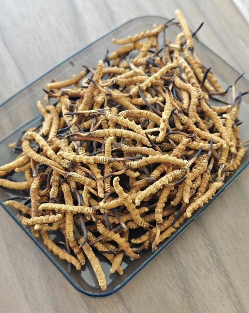 冬虫夏草批发零售，品质保证，开箱验货，满意付款。