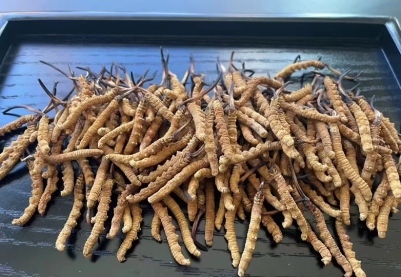 冬虫夏草批发零售，品质保证，开箱验货，满意付款。