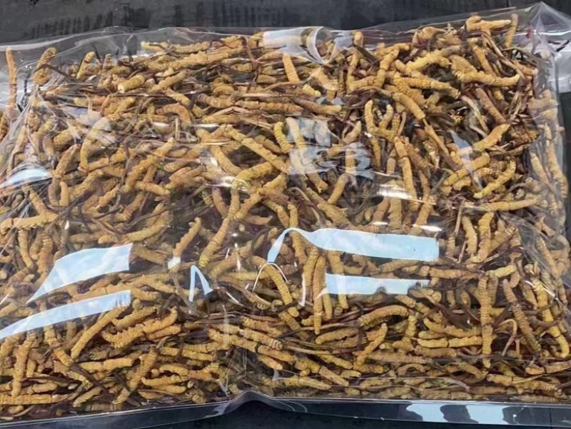 冬虫夏草批发零售，品质保证，开箱验货，满意付款。