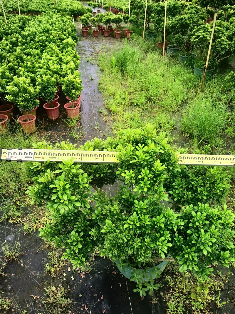 米兰大树桩种地超好看量多花园庭院适合