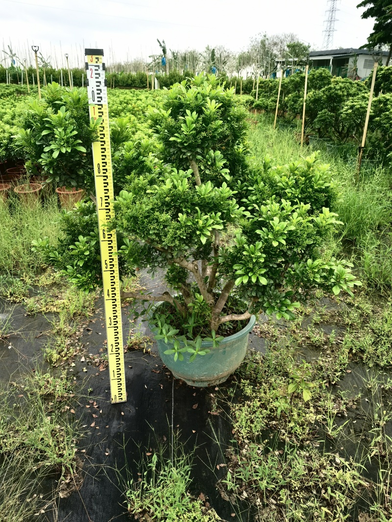 米兰大树桩种地超好看量多花园庭院适合