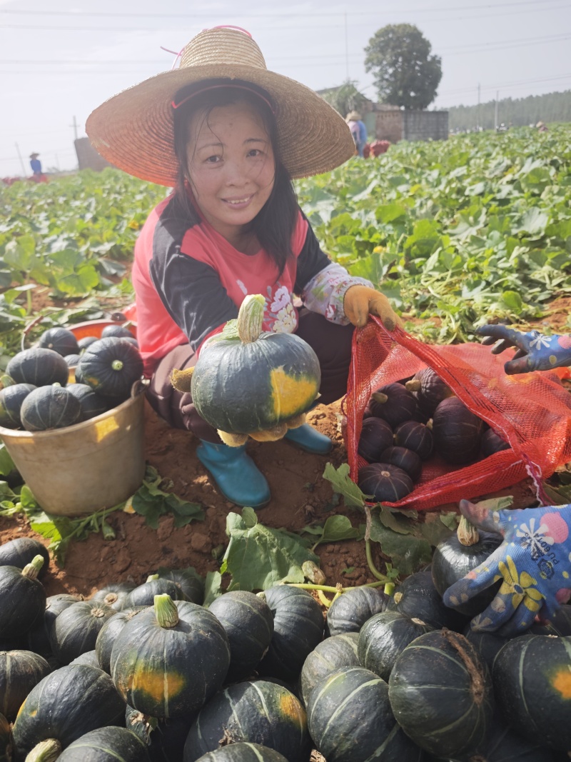 专业产地代办贝贝南瓜，基地一手货源，供应电商市场超市工厂