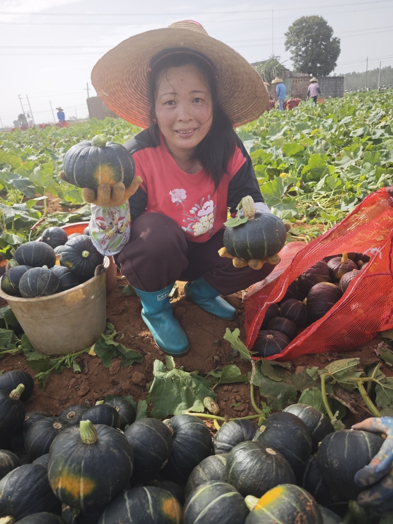 专业产地代办贝贝南瓜，基地一手货源，供应电商市场超市工厂
