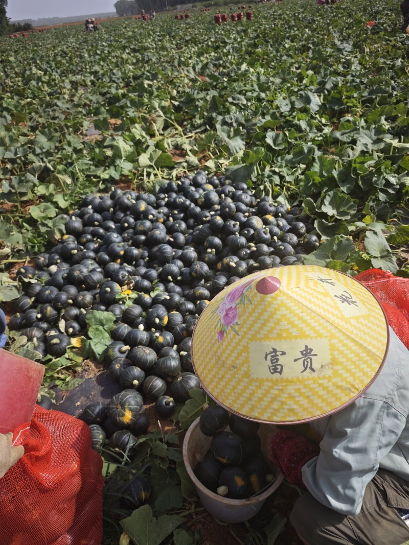 专业产地代办贝贝南瓜，基地一手货源，供应电商市场超市工厂