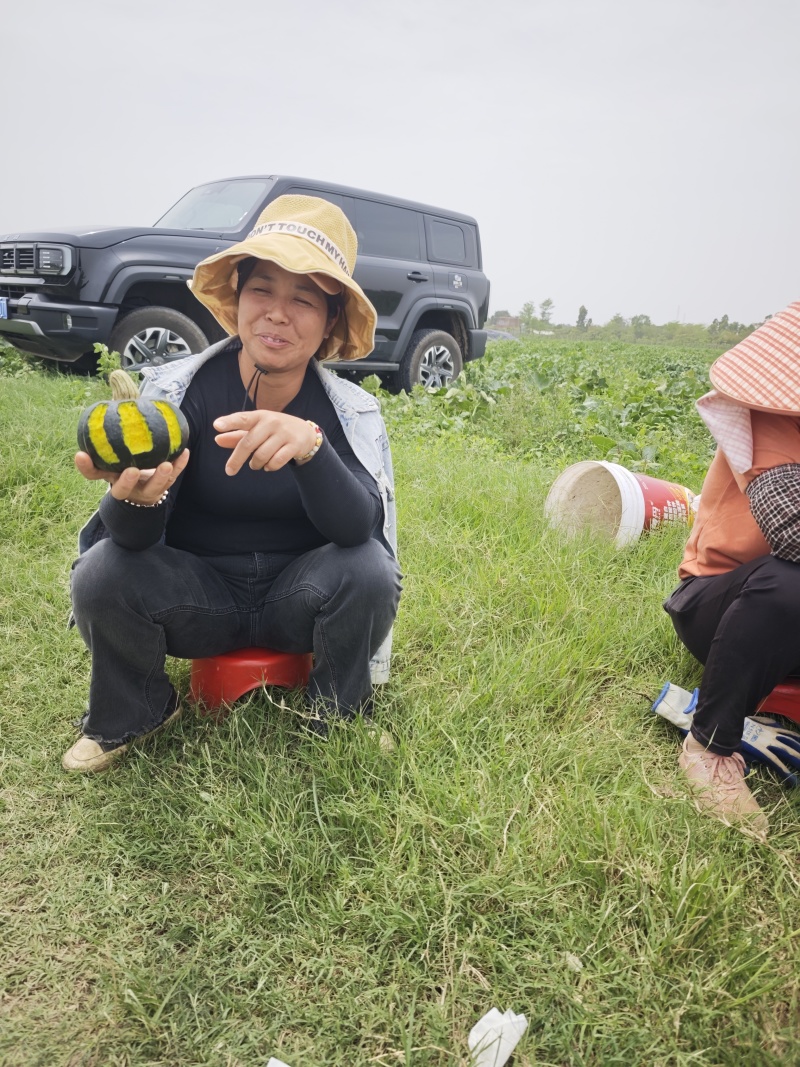 专业产地代办贝贝南瓜，基地一手货源，供应电商市场超市工厂