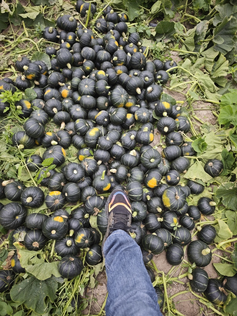 广西广东精品产地贝贝南瓜，基地货源，可视频看货
