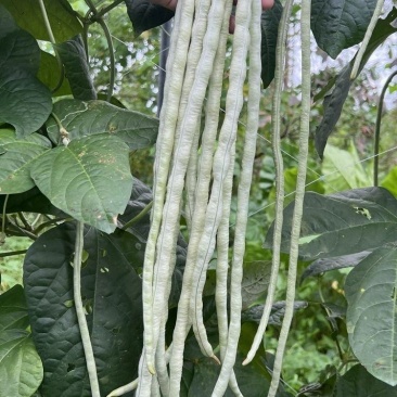 冠天下长白龙豇豆种子高产特长白条豆角种子早熟白玉豇豆种籽