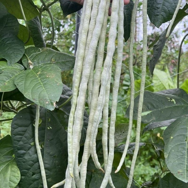 冠天下长白龙豇豆种子高产特长白条豆角种子早熟白玉豇豆种籽