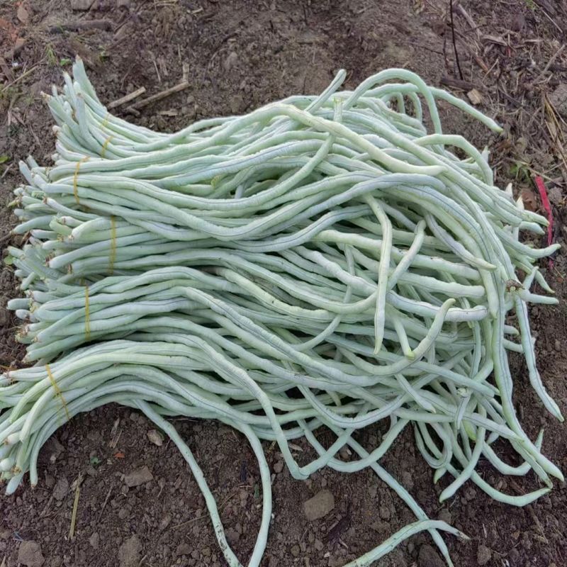 冠天下长白龙豇豆种子高产特长白条豆角种子早熟白玉豇豆种籽