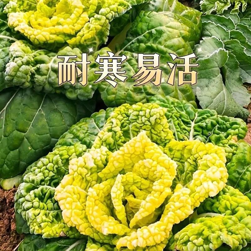 奶油金芯乌塌菜种子矮棵型一代杂交种乌塌菜鲜甜软糯黄心乌籽