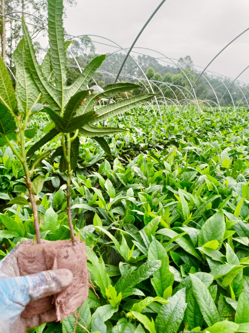 五指毛桃老身苗，高温天气种植**，成活率高