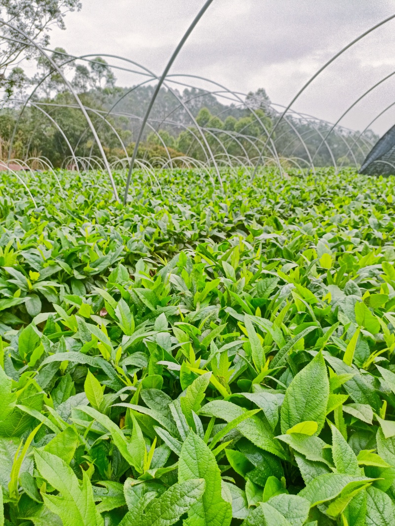 五指毛桃老身苗，高温天气种植**，成活率高