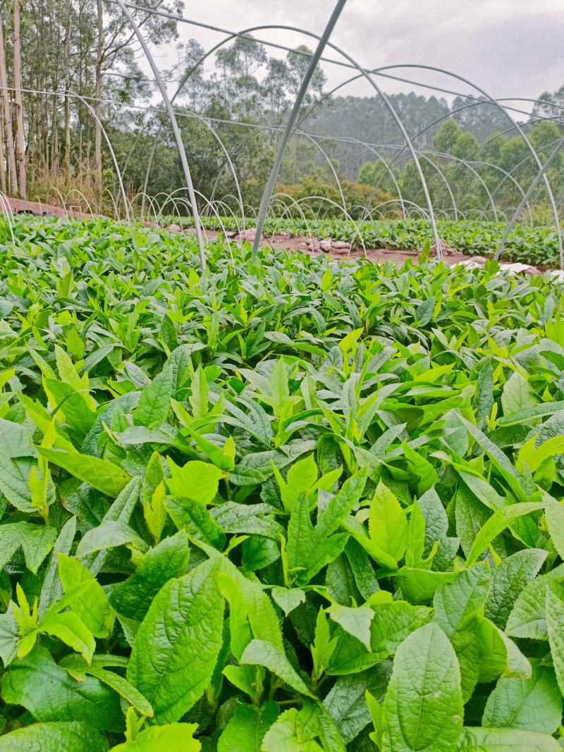 五指毛桃老身苗，高温天气种植**，成活率高