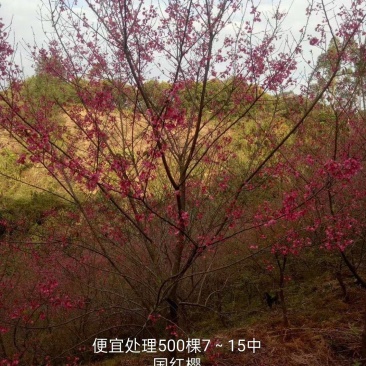 优惠清场7～18分中国红樱花。