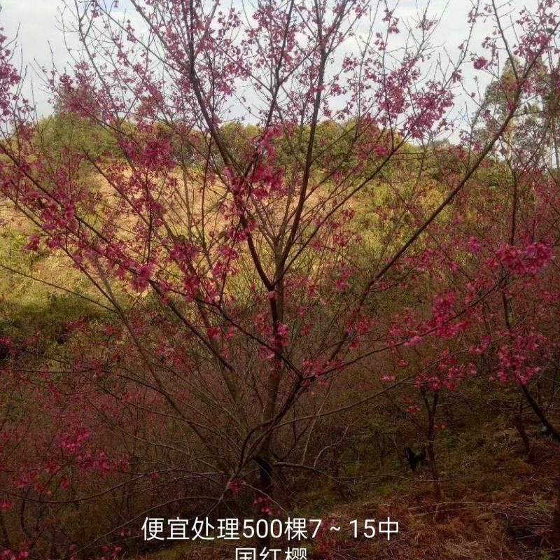 优惠清场7～18分中国红樱花。